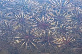 - Stratiotes aloides  - Stratiotes aloides