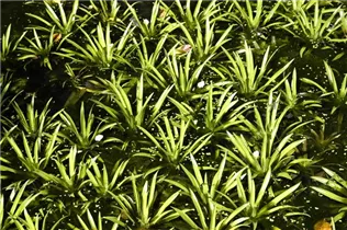 - Stratiotes aloides  - Stratiotes aloides