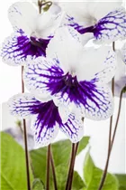 - Streptocarpus 'Leyla'  - Streptocarpus 'Leyla'