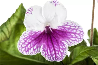 - Streptocarpus 'Leyla'  - Streptocarpus 'Leyla'