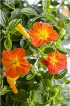  - Streptosolen jamesonii