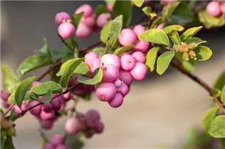  - Symphoricarpos x doorenbosii 'Mother of Pearl'