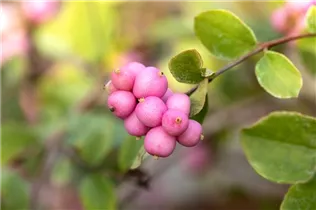  - Symphoricarpos x doorenbosii 'Mother of Pearl'