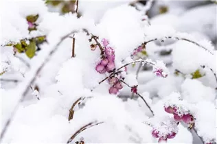  - Symphoricarpos x doorenbosii, rosa