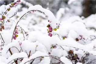  - Symphoricarpos x doorenbosii, rosa