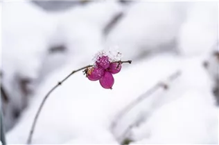  - Symphoricarpos x doorenbosii, rosa