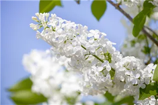  - Syringa vulgaris 'Souvenir d´Alice Harding'