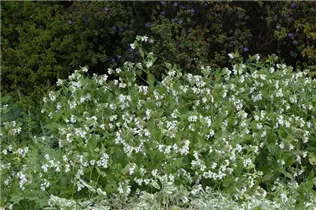  - Symphytum grandiflorum