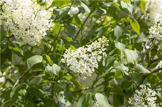  - Syringa hyacinthiflora 'Sister Justena'