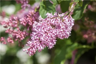  - Syringa 'Bloomerang® Pink Perfume'(s)
