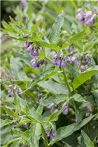  - Symphytum officinale