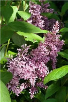 - Syringa x prestoniae 'Minuet'