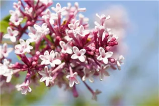  - Syringa x prestoniae 'Redwine'