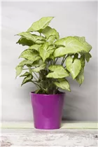 - Syngonium podophyllum 'White Butterfly'  - Syngonium podophyllum 'White Butterfly'