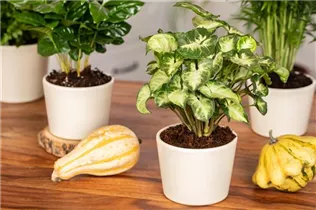 - Syngonium podophyllum 'Arrow'  - Syngonium podophyllum 'Arrow'