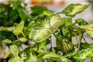 - Syngonium podophyllum 'Arrow'  - Syngonium podophyllum 'Arrow'