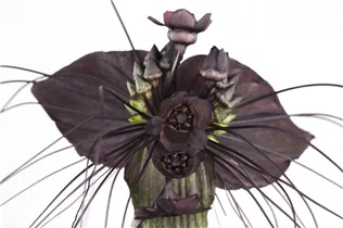 - Tacca chantrieri  - Tacca chantrieri