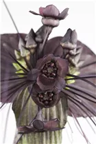 - Tacca chantrieri  - Tacca chantrieri