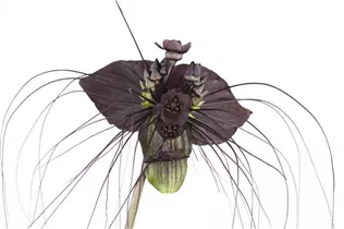 - Tacca chantrieri  - Tacca chantrieri