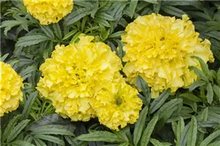 - Tagetes erecta  - Tagetes erecta