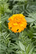 - Tagetes erecta  - Tagetes erecta