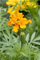 - Tagetes erecta  - Tagetes erecta