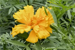 - Tagetes erecta  - Tagetes erecta