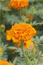 - Tagetes erecta  - Tagetes erecta