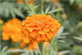 - Tagetes erecta  - Tagetes erecta