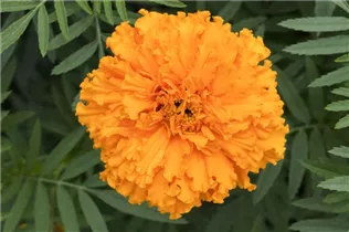 - Tagetes erecta  - Tagetes erecta