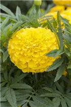 - Tagetes erecta  - Tagetes erecta