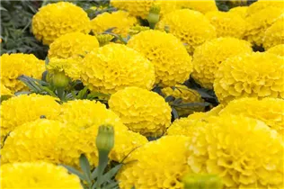 - Tagetes erecta  - Tagetes erecta