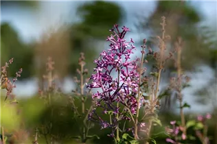  - Syringa Bloomerang®