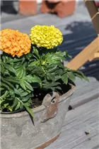  - Tagetes erecta 'Antigua Orange'