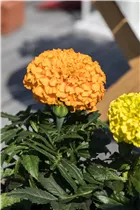  - Tagetes erecta 'Antigua Orange'
