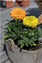  - Tagetes erecta 'Antigua Orange'