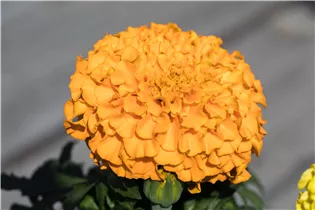  - Tagetes erecta 'Antigua Orange'