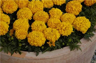  - Tagetes erecta 'Antigua Orange'