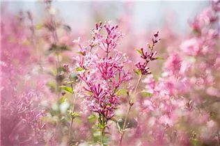  - Syringa 'Bloomerang® Pink Perfume'(s)