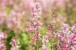  - Syringa 'Bloomerang® Pink Perfume'(s)
