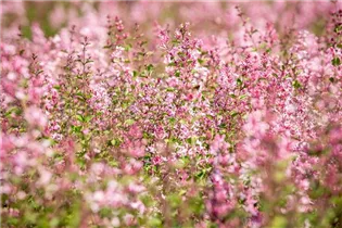  - Syringa 'Bloomerang® Pink Perfume'(s)
