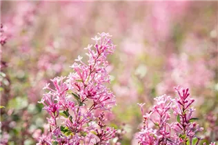  - Syringa 'Bloomerang® Pink Perfume'(s)