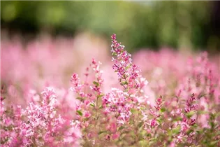  - Syringa 'Bloomerang® Pink Perfume'(s)