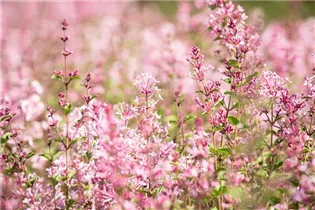 - Syringa 'Bloomerang® Pink Perfume'(s)