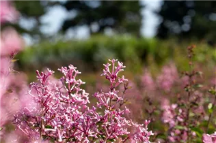  - Syringa 'Bloomerang® Pink Perfume'(s)