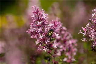  - Syringa 'Bloomerang® Pink Perfume'(s)