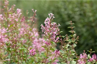  - Syringa 'Bloomerang® Pink Perfume'(s)