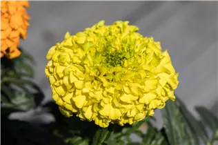  - Tagetes erecta 'Antigua Yellow'