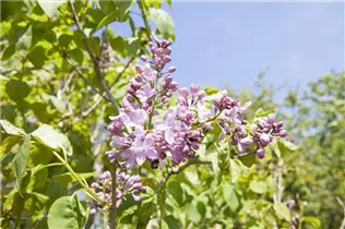  - Syringa hyacinthiflora 'Lamartine'