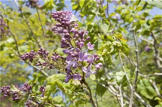  - Syringa hyacinthiflora 'Lamartine'
